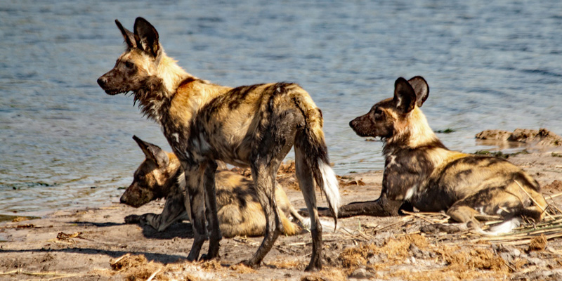 Khwai Concession Afrikanischer Wildhund