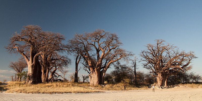 Baines Baobabs in Nxai Pan National Park